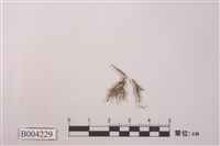 藏品(多枝羽蘚)的圖片